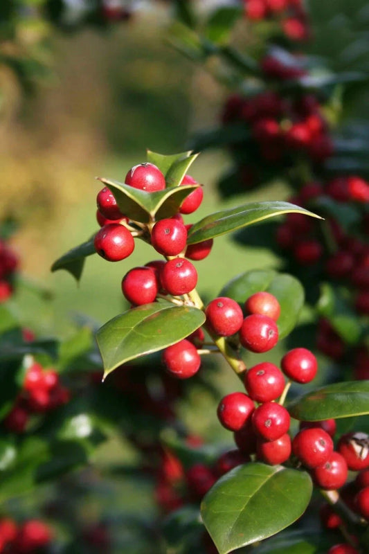 Chinese Holly Seeds 20+ Ilex Cornuta, Evergreen Shrub, Ornamental Landscape Plant, Hardy Garden Seed