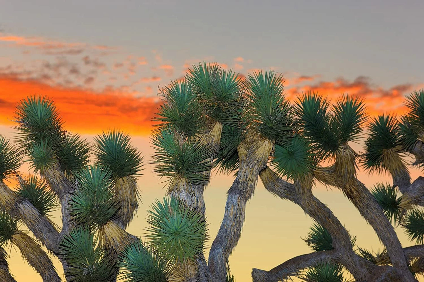 Joshua Tree Seeds - 10 Pack - Grow Highly Prized Yucca brevifolia - Native Desert Plant