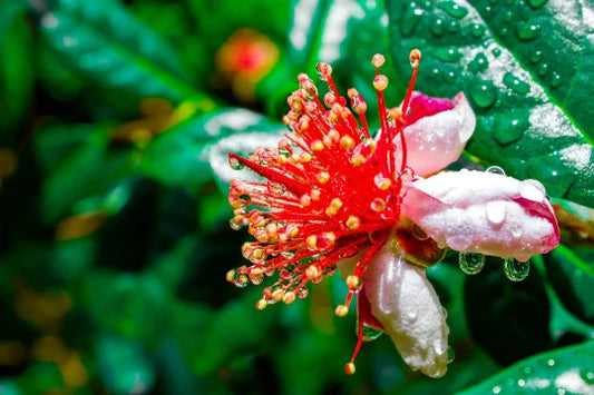 Dwarf Pineapple Guava Tree Seeds - 10+ Seeds, Feijoa sellowiana, Easy to Grow, Fruit-Bearing Variety, Free U.S. Shipping