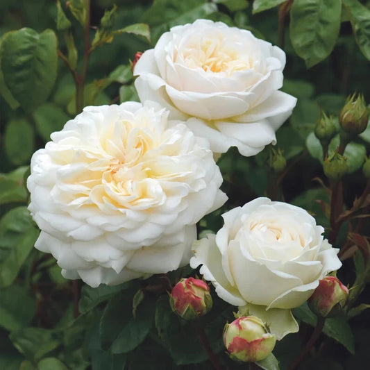 David Austin Tranquillity Live Rose Cuttings 5-8" Long, Unrooted Fresh Stems, Ideal for Gardening, Rosa 'Tranquillity'