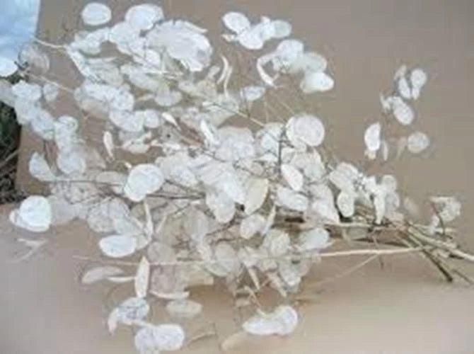 Lunaria Biennis Seeds 100 Count - Money Plant, Silver Dollar, Honesty, Moonwort