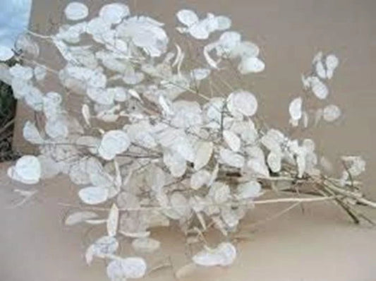 Lunaria Biennis Seeds 100 Count - Money Plant, Silver Dollar, Honesty, Moonwort