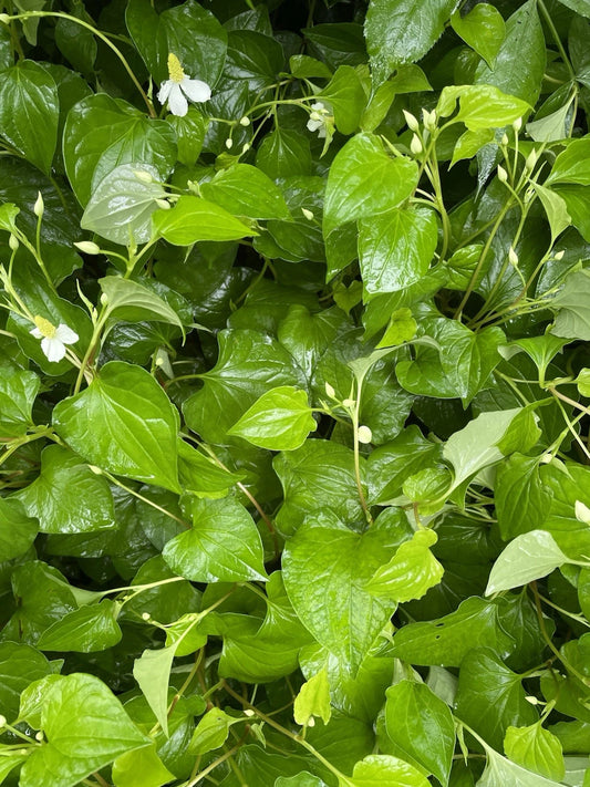 Bare Root Houttuynia Cordata Plants - Fish Mints (Diep ca Rau Vap Ca) - Live Herbal Edible Plants for Culinary Use