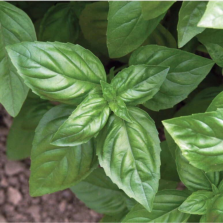 Basil Seeds - 25 Fresh Herb Seeds - Culinary Basil - Ocimum basilicum - Free USA Shipping
