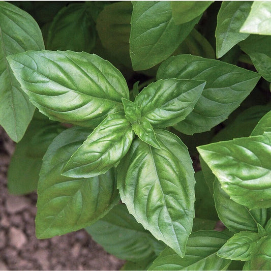 Basil Seeds - 25 Fresh Herb Seeds - Culinary Basil - Ocimum basilicum - Free USA Shipping