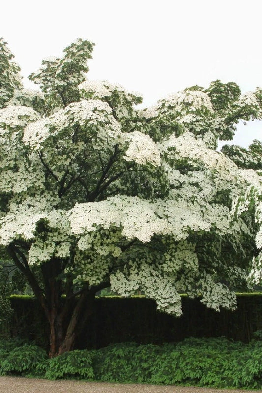 Kousa Dogwood Tree 12" Tall 4" Pot White Blooms Cornus Kousa Ornamental Tree