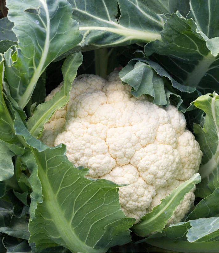 Cauliflower Seeds - 200+ Snowball Self Blanching - Brassica oleracea - USA