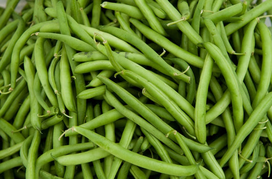 Contender Green Bean Seeds - Fresh Green Bean Seeds for Planting - Phaseolus vulgaris - Free Shipping