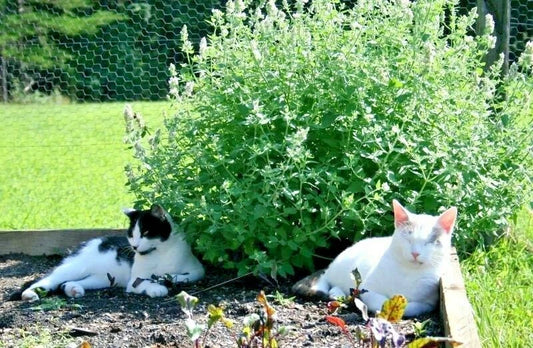 Catnip Seeds - 501+ Organic Cat Sedative Herb for Containers & Gardens - Nepeta cataria - Drought Tolerant, Poor Soil Adaptable