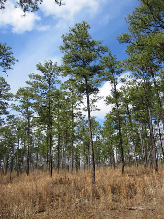 Loblolly Pine Seeds - 20 Pack - Pinus taeda - Fast Growing Evergreen Tree Seeds for Landscaping and Reforestation