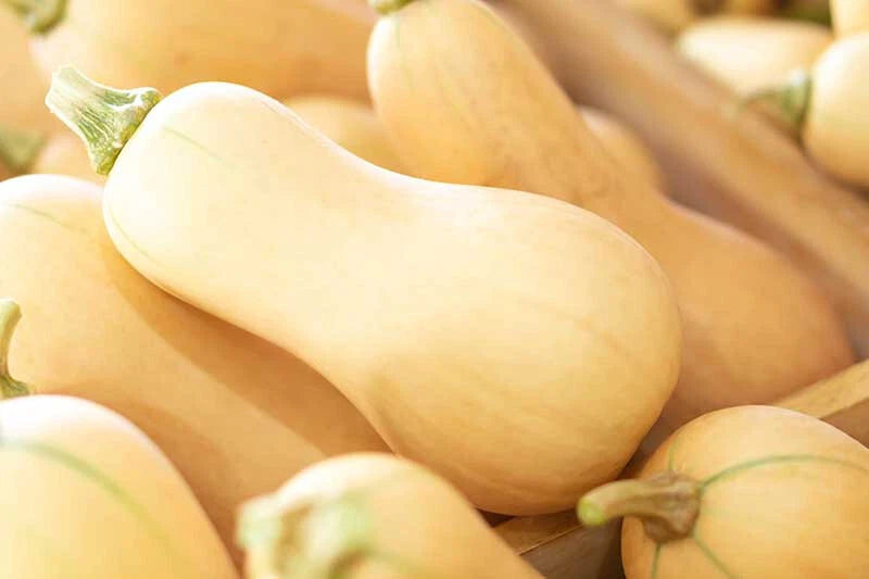 Butternut Squash Seeds - 25+ Pack - Ideal for Garden Planting - Cucurbita moschata - USA Grown, Free Shipping