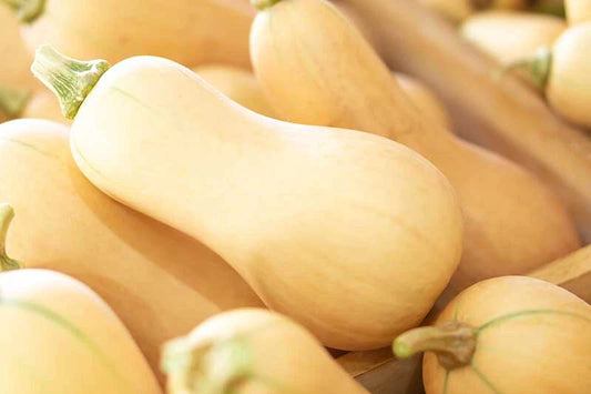 Butternut Squash Seeds - 25+ Pack - Ideal for Garden Planting - Cucurbita moschata - USA Grown, Free Shipping