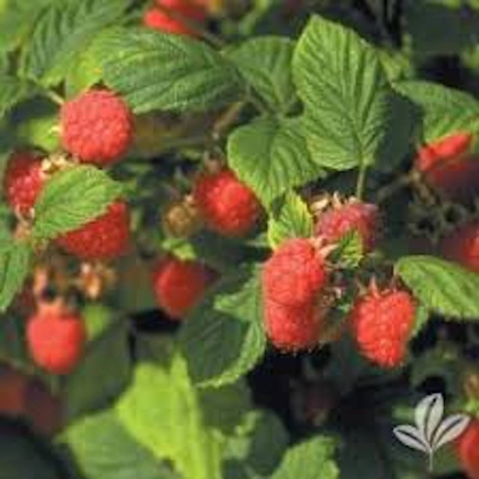 Nantahala Red Raspberry Plant - Live Bare Root Edible Fruit - Rubus id ...