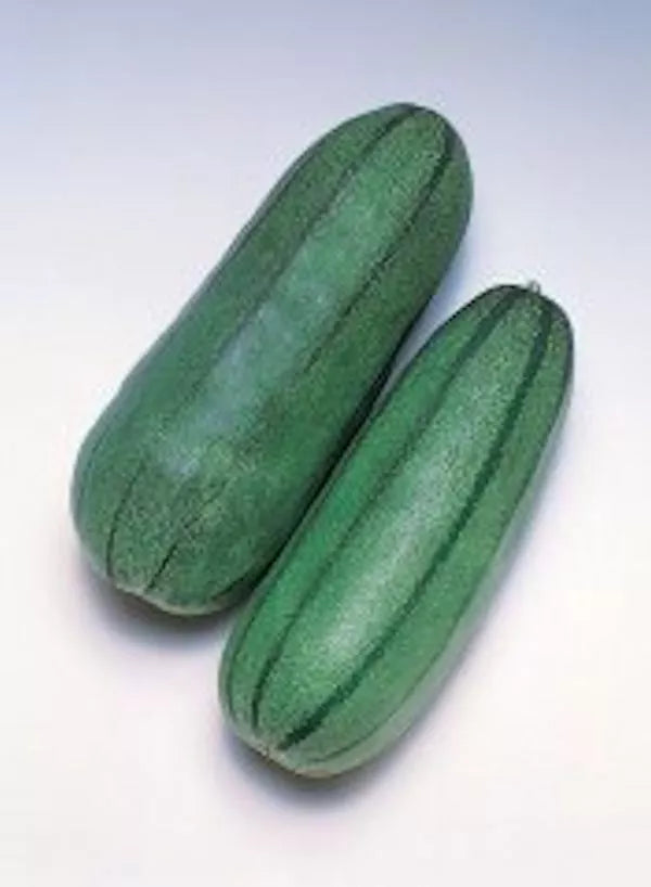 40 Pickling Melon Seeds - Green Striped Cucumis melo var conomom - Non-GMO, Heirloom, Free Shipping USA