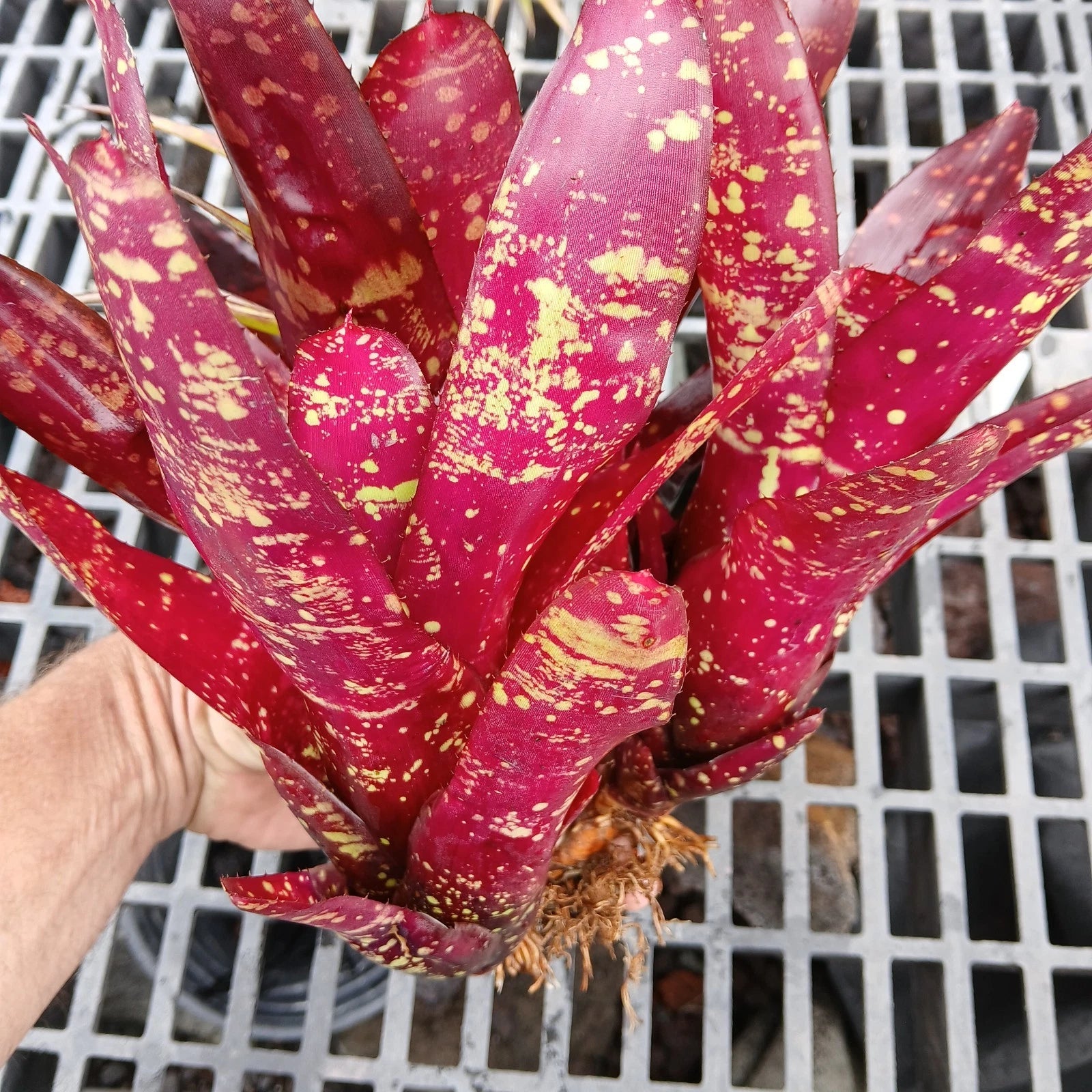 Large Bromeliad Pups Set of 3 - Red Neoregelia Burgundy - Bare Root Tropical Plant