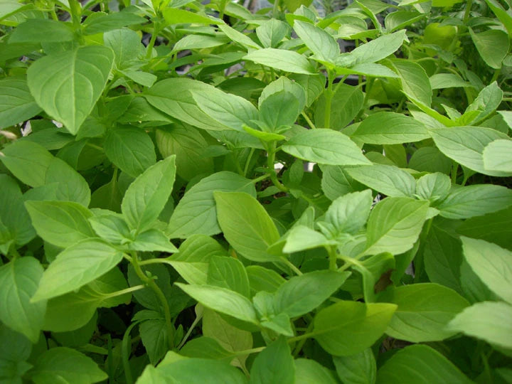 Lemon Basil Seeds - Fresh Basil Seed Variety - Ocimum basilicum 'Citriodorum'