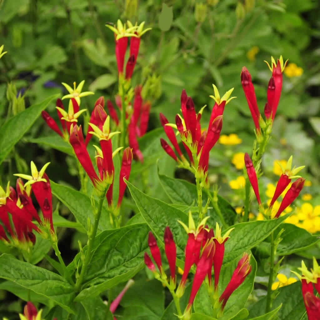 Indian Pink Live Plant - Spigelia marilandica - Perennial Bare Root for Outdoor Garden