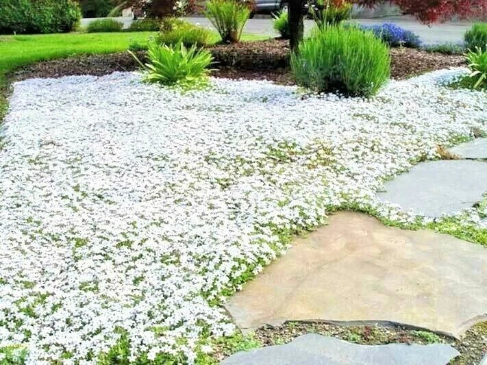 500+ Snow in Summer Flower Seeds | Perennial Groundcover | Drought Tolerant | Cerastium tomentosum