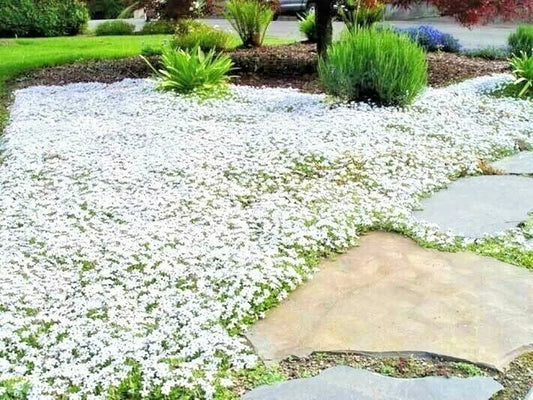 500+ Snow in Summer Flower Seeds | Perennial Groundcover | Drought Tolerant | Cerastium tomentosum
