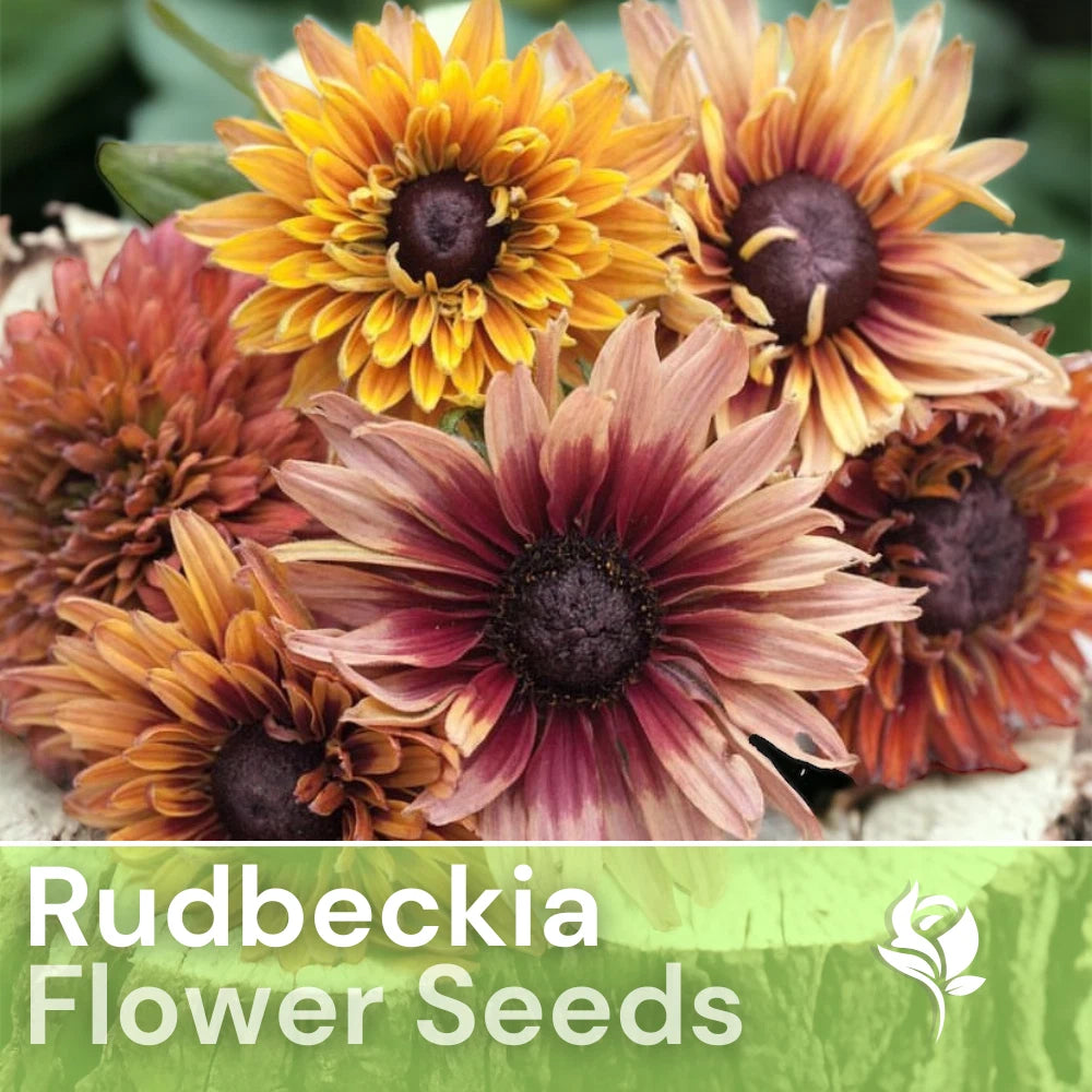 Antique Mix Rudbeckia Seeds - 125+ Annual Flower Seeds for Garden - Black-Eyed Susan (Rudbeckia hirta)
