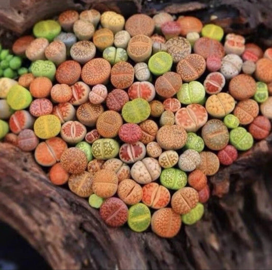 10 Pc Lithops Living Stones - Random Mix - Succulent Plants - Bare Root - 0.6-0.7 Inches