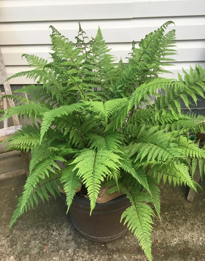 Lady Ferns Live Plants - 5 Bare Root Clumps - Perfect for Outdoor Gardens - Athyrium filix-femina