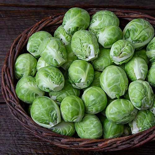 Brussels Sprouts Seeds 500+ Count - Dagan Variety - Ideal for Garden Planting - USA Grown
