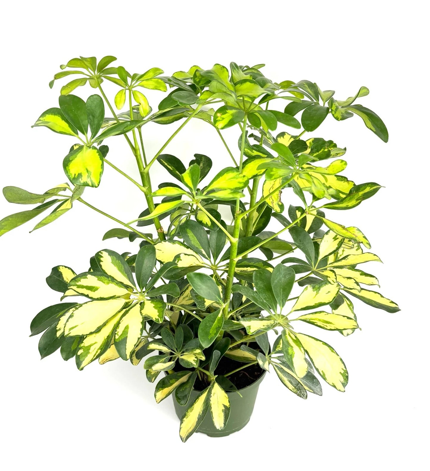Gold Umbrella Tree 6" Pot - Schefflera Arboricola Gold Capella Houseplant, Indoor Plant for Home Decor
