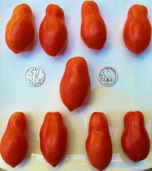 Martino's Roma Seeds - Premier Paste Tomato Variety - 25 Seeds - Solanum lycopersicum