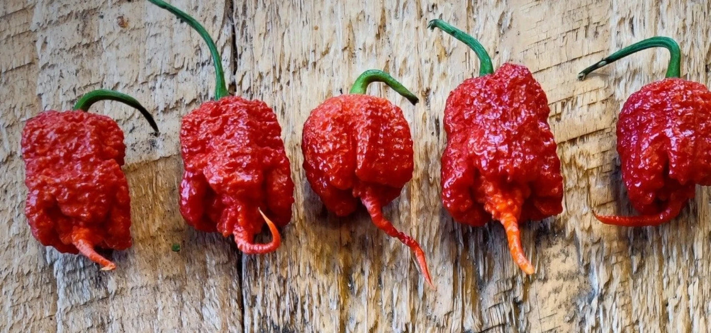 Carolina Reaper Pepper Seeds - 15 Premium Super-Hot Red Seeds - Capsicum chinense