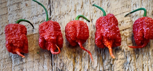 Carolina Reaper Pepper Seeds - 15 Premium Super-Hot Red Seeds - Capsicum chinense