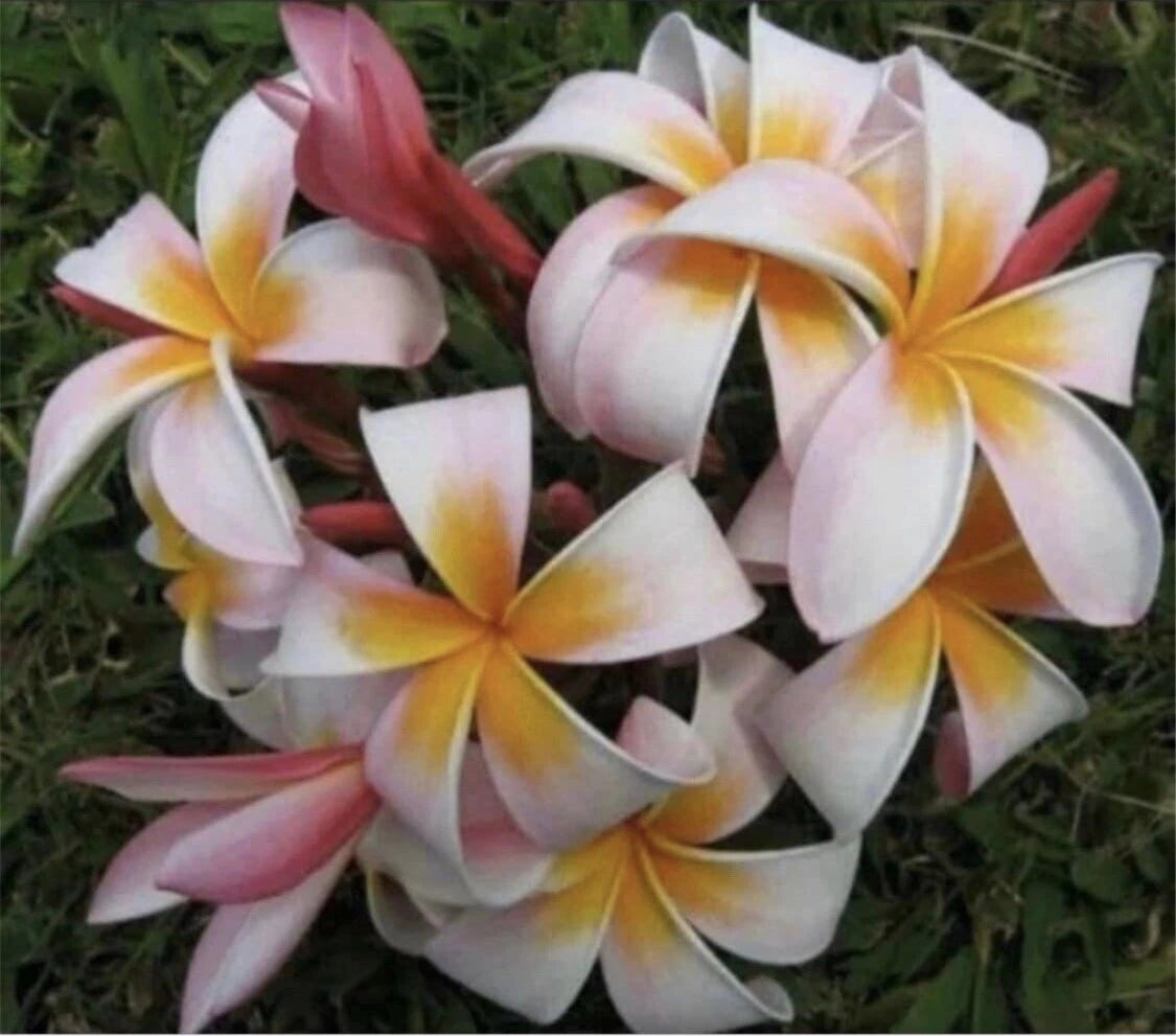 Tip Spp Rooted Plumeria Plant Cutting - Stargazer, 12