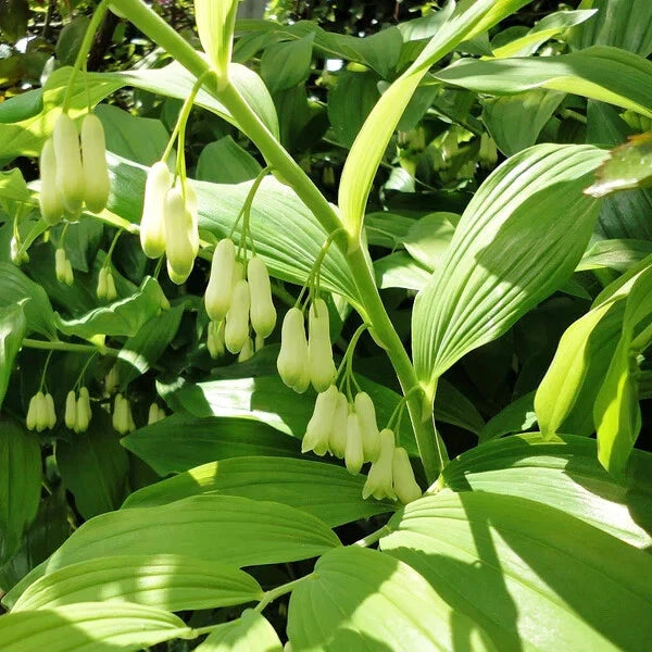 Bare-root Solomon's Seal Plants - Polygonatum biflorum - Perennial Shade Garden Ground Cover