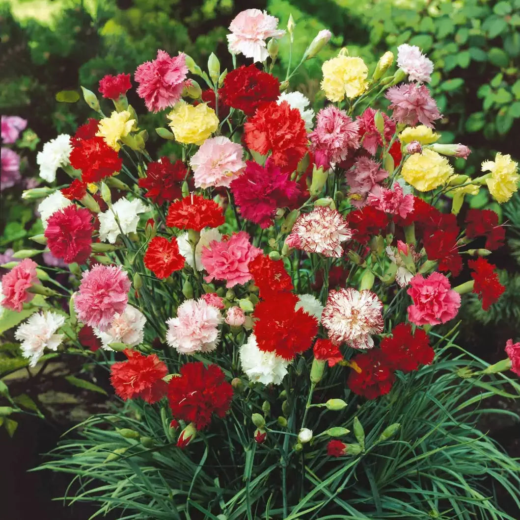 Carnations Starter Plants 4-Pack Grenadin Mix Fragrant Perennials (Dianthus caryophyllus) - Dark Red, Yellow, White, Rose