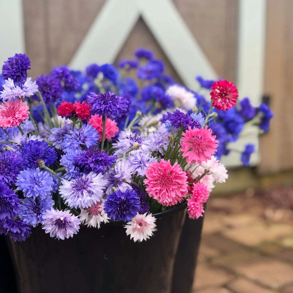 Bachelor Button Seeds Mix for Cutting - Colorful Blend of Centaurea cyanus - Flower Garden Seeds for Bouquets