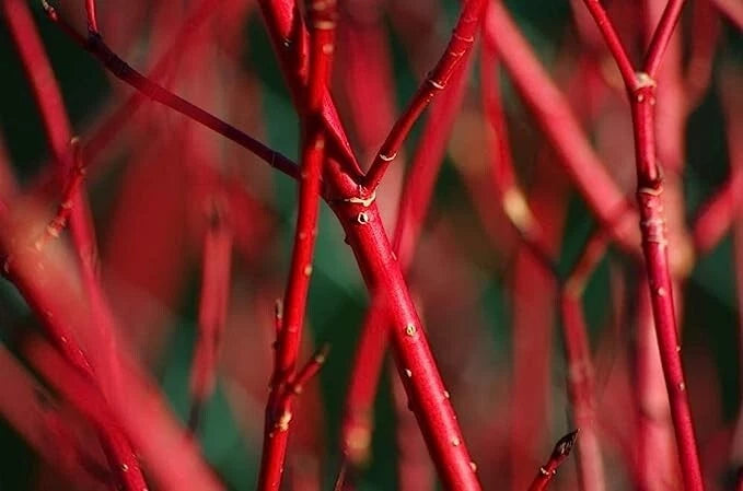 Bloodtwig Dogwood Seeds - 40 Count - Cornus sanguinea - Hardy Bush for Landscaping and Garden Use