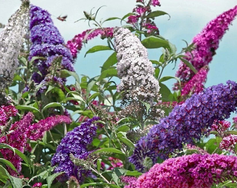 Butterfly Bush Seeds Mix, 100 Count, Beautifully Scented, Buddleia Davidii