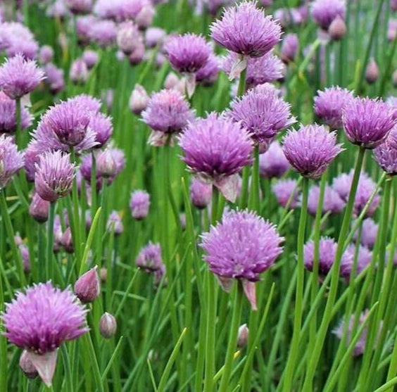 Chives Seeds 1000+ Perennial Herb Garden with Purple Flowers - Allium schoenoprasum