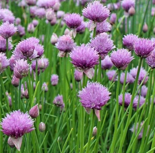 Chives Seeds 1000+ Perennial Herb Garden with Purple Flowers - Allium schoenoprasum