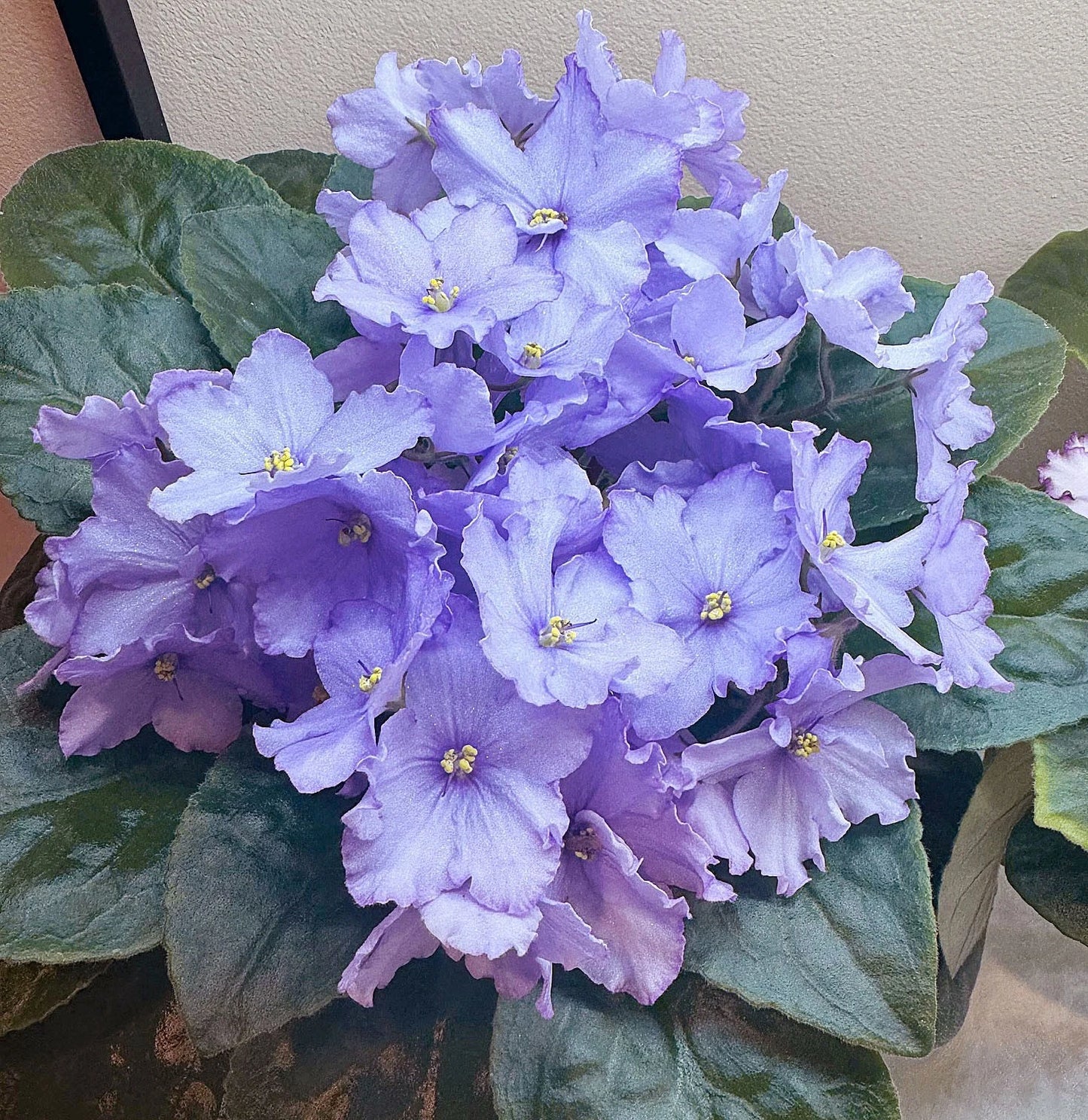 African Violet Leaf - Blue Dragon Variety - Gorgeous Double Blue Flowers - Saintpaulia ionantha