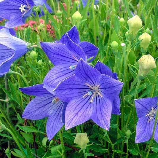 Balloon Flower Seeds - 20 Fresh Seeds - Platycodon grandiflorus - Free USA Shipping