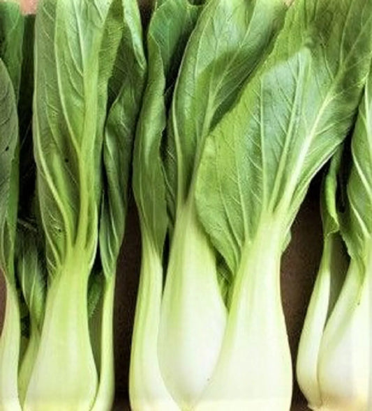 Bok Choy Seeds 200+ Seeds White Stem Variety Brassica rapa subsp. chinensis