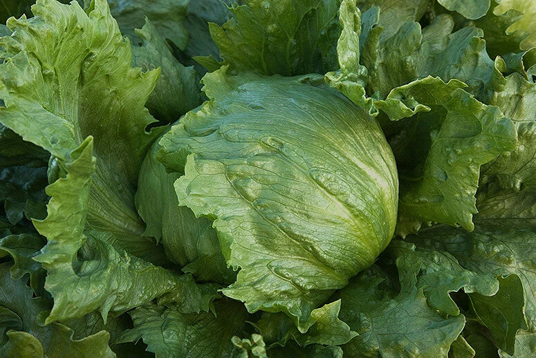 Bulk Iceberg Lettuce Seeds - 500 to 5,000 Heirloom Non-GMO Crisp Variety - Healthy Gardening Choice