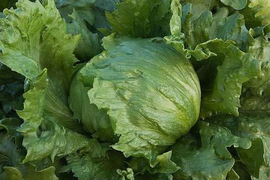 Bulk Iceberg Lettuce Seeds - 500 to 5,000 Heirloom Non-GMO Crisp Variety - Healthy Gardening Choice