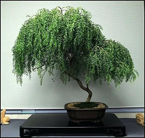 Bonsai Dwarf Weeping Willow Tree Cutting - Large Thick Trunk - Ready to Plant - Salix babylonica