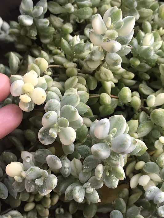 Echeveria Cuttings 4” Variegated Cotyledon Pendens Rare Succulent Plant
