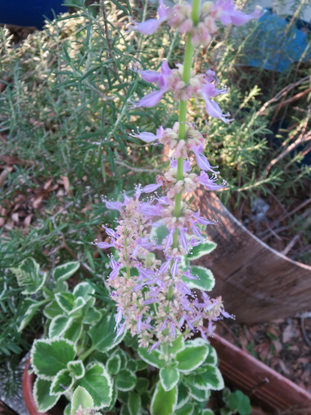 Variegated Cuban Oregano Cuttings - 4 Fresh Unrooted Edible Herb Plants (Plectranthus amboinicus)