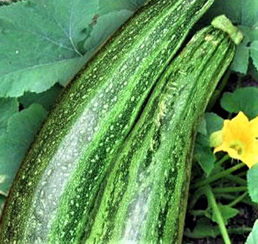Caserta Zucchini Seeds 30 Seeds Non-GMO Cucurbita pepo - Heirloom Vegetable Garden Seed for Home Planting