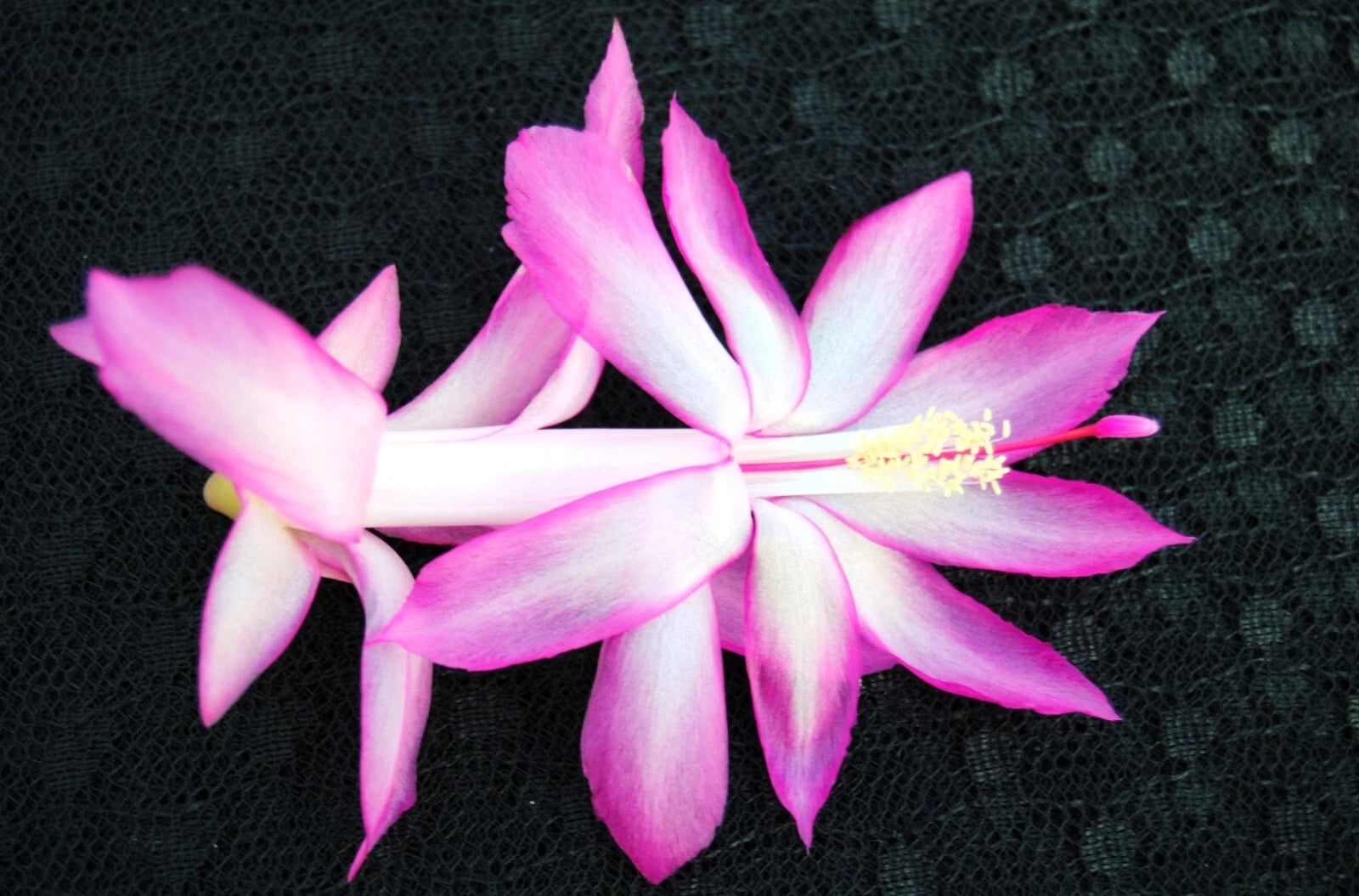 Christmas Cactus Starter Plant - Plum Carnival - Schlumbergera Truncata - Healthy Well-Rooted Small Plant