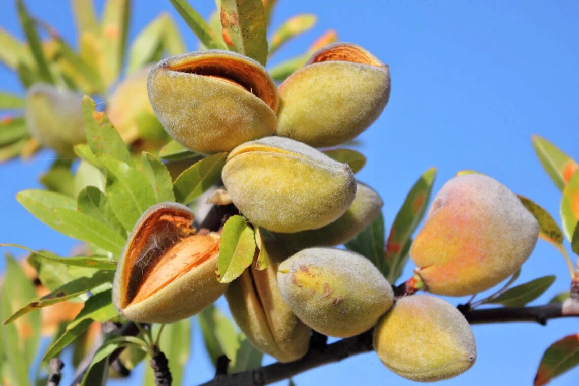 Almond Tree Seeds - Grow Almond Trees - Non-GMO - Prunus dulcis - Organic Gardening